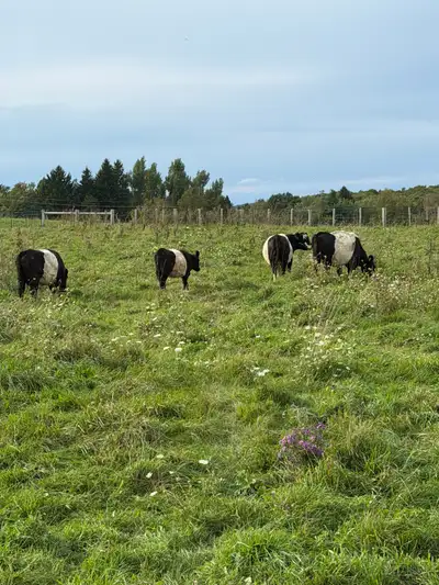  belted Galloway cows for sale, View more