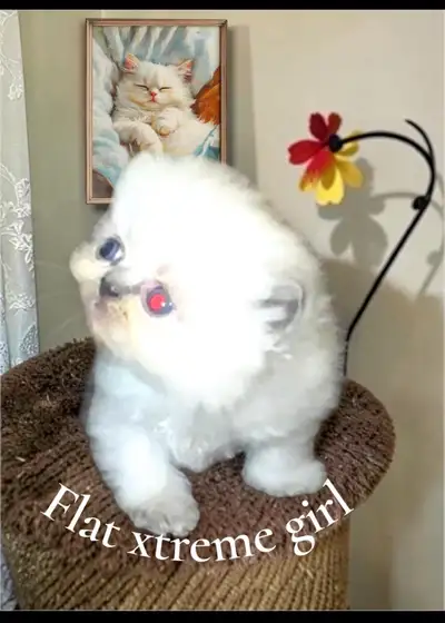 Exotic coloured Persian kittens, View more