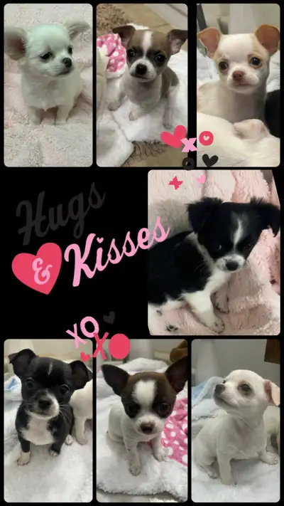 Chihuahua puppies, View more