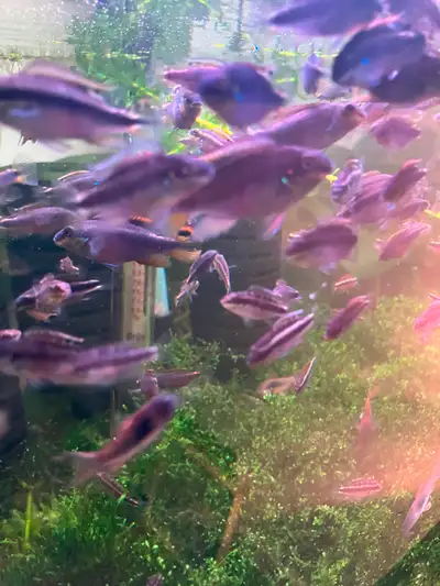 Pelvicachromis pulcher is a freshwater fish of the cichlid family, endemic to Nigeria and Cameroon.I...