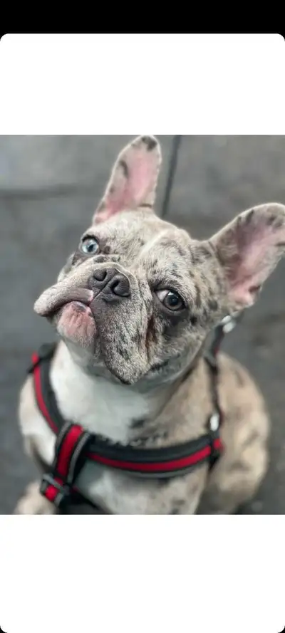 Frenchie , View more