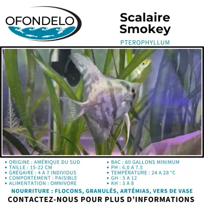 Scalaire (ange) Smokey, View more