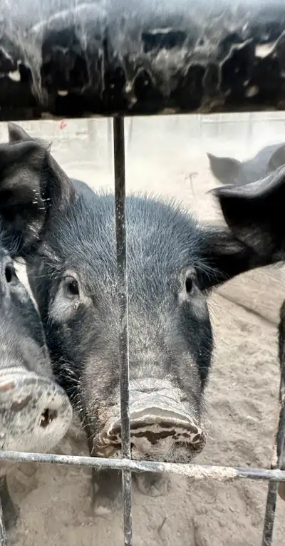 PIGS Berkshire Mulefoot cross, View more