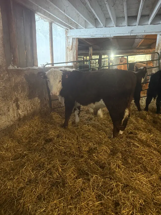 black angus steer and 2 Hereford bulls in Livestock in Stratford - Image 5