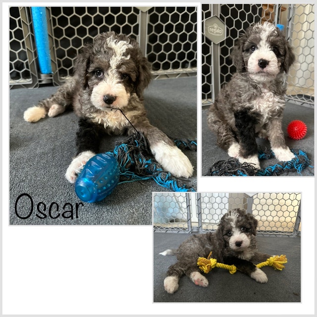 F1B Mini Bernedoodle Puppy 1825 lbs ONLY 1 LEFT!! Dogs & Puppies for