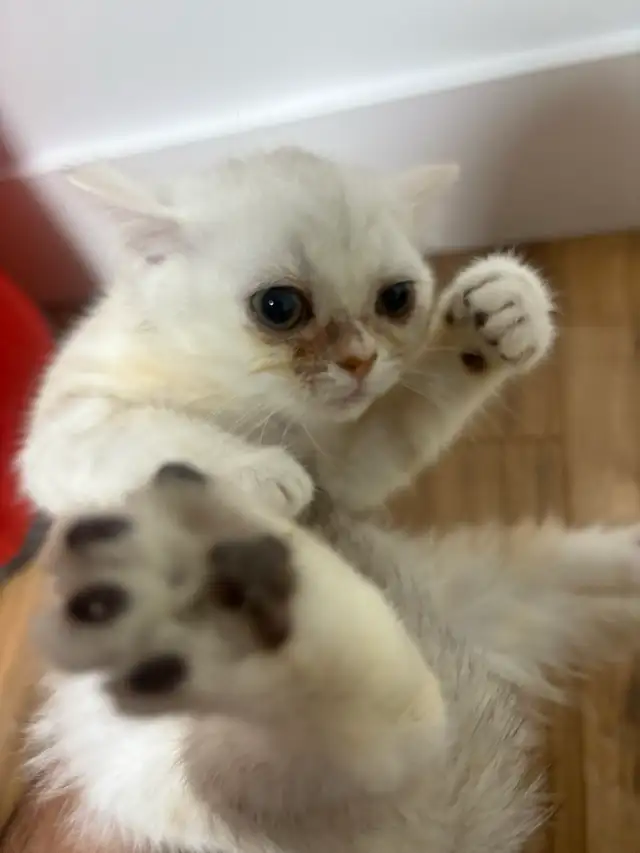 Purebred British shorthair kitten