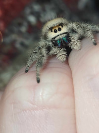 Jumping spiders!!!