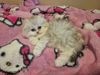 Scottish Fold x BSH Kittens!, View more