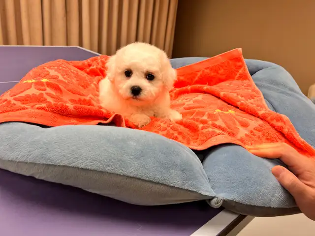 Bichon puppy puppies in Dogs & Puppies for Rehoming in Oshawa / Durham Region - Image 10