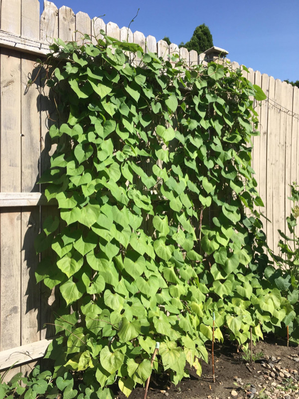 Morning glory vine seeds, mix purple and pink mostly purple in Plants, Fertilizer & Soil in Regina - Image 4