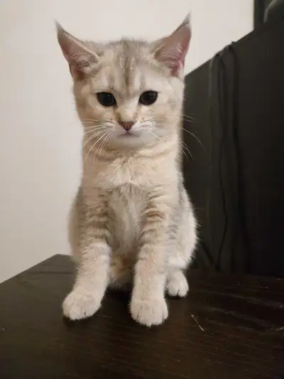 Half British short hair kitten (silver), View more