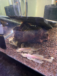 Large male Longfin Bristlenose Plecos