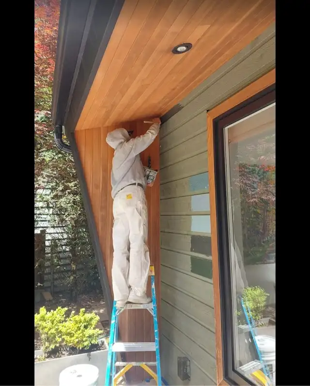 Painter, Painting, Paint, Renovation, Painters ✅ 647360352162863722531459124