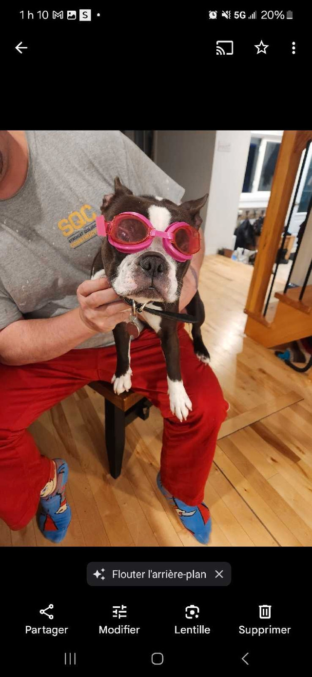 Boston terrier femelle adulte dans Chiens et chiots à adopter  à Laval/Rive Nord - Image 3