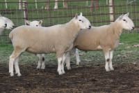North Country Cheviot Yearling Rams