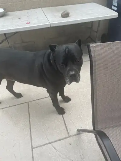 Creed - the gentle giant. He is 7 years old and is a big teddy bear. The landlord has asked my aunt...