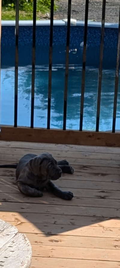 Cane corso X matin de naple, View more