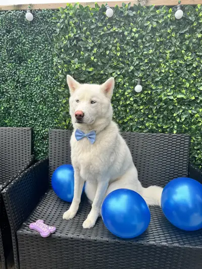 Looking for Temporary Caretaker for 3-Year-Old Siberian Husky, View more