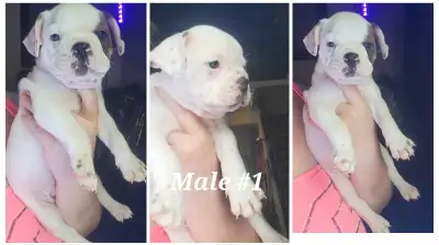 *Easter Special Reduced Price $850.00* Male #1 Blue eyed male mini Bulldog puppy Mini Bulldogs Ready...