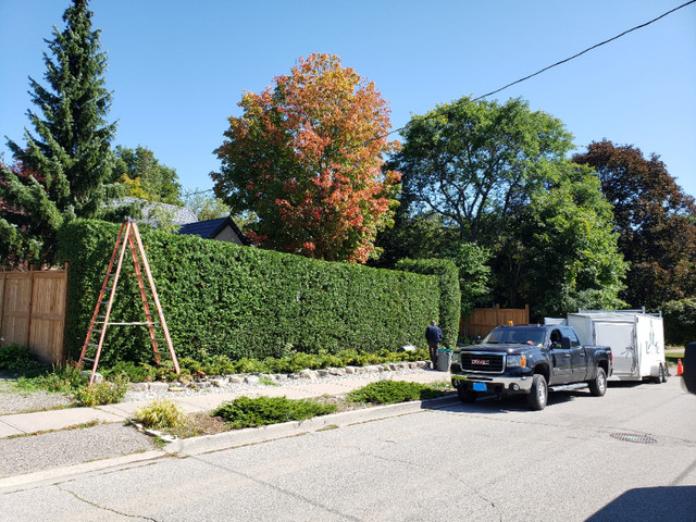 Affordable Tree, Hedge Trimming, Removal, Stumping Specialist in Lawn, Tree Maintenance & Eavestrough in Oshawa / Durham Region