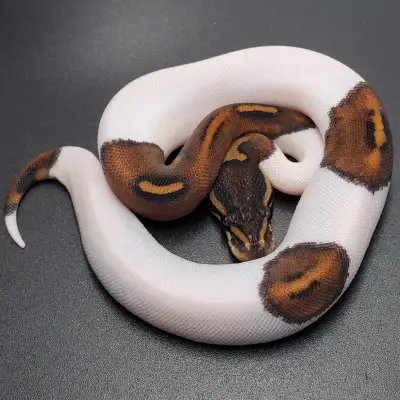 Fancy Baby Ball Pythons, View more