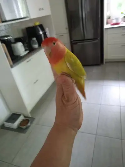 superbe inséparable manipulable et son ami perruche avec cage, View more