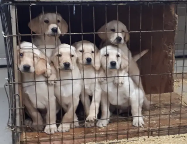 CKC Reg LAB RETRIEVER PUPS, Purebred   Yellow and Black in Dogs & Puppies for Rehoming in Markham / York Region - Image 4
