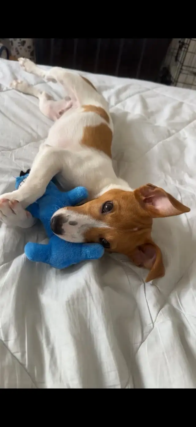 8 month puppy 