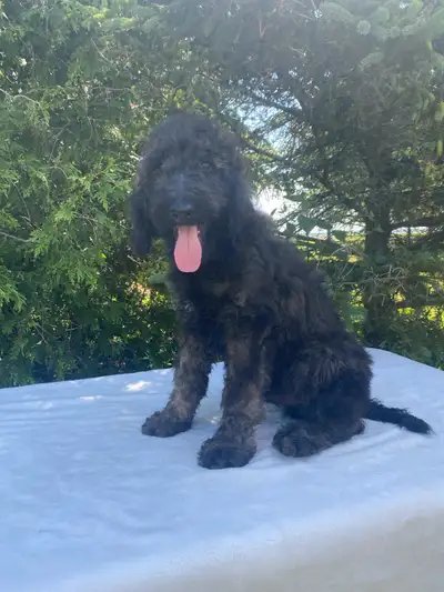 UKC Registered Standard Poodle Puppies, View more