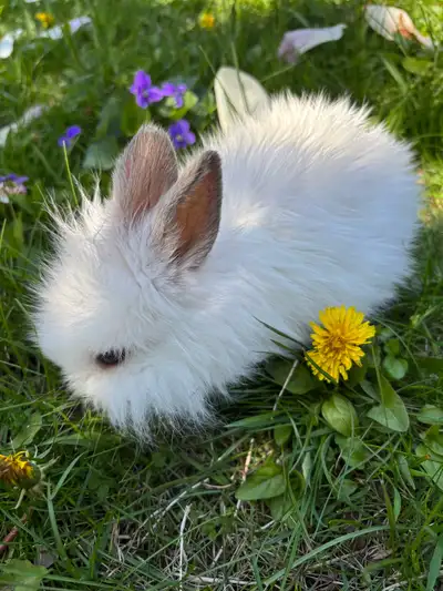 Bunny for Sale – White & Lionhead Cute, healthy, and friendly!