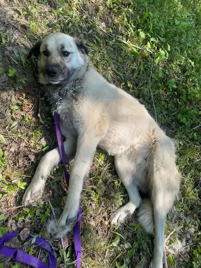 Female 2 year old Kangle Shepard , View more