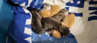 6.5 week old kittens , View more