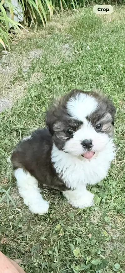 SHIH  TZU PUPPIES, View more