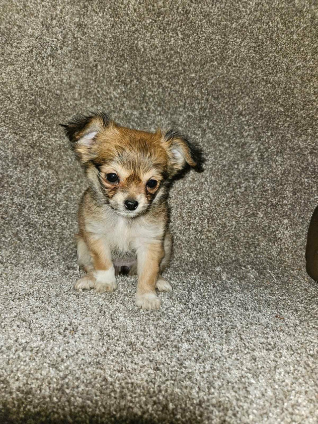 Chihuahua male puppy in Dogs & Puppies for Rehoming in Hope / Kent