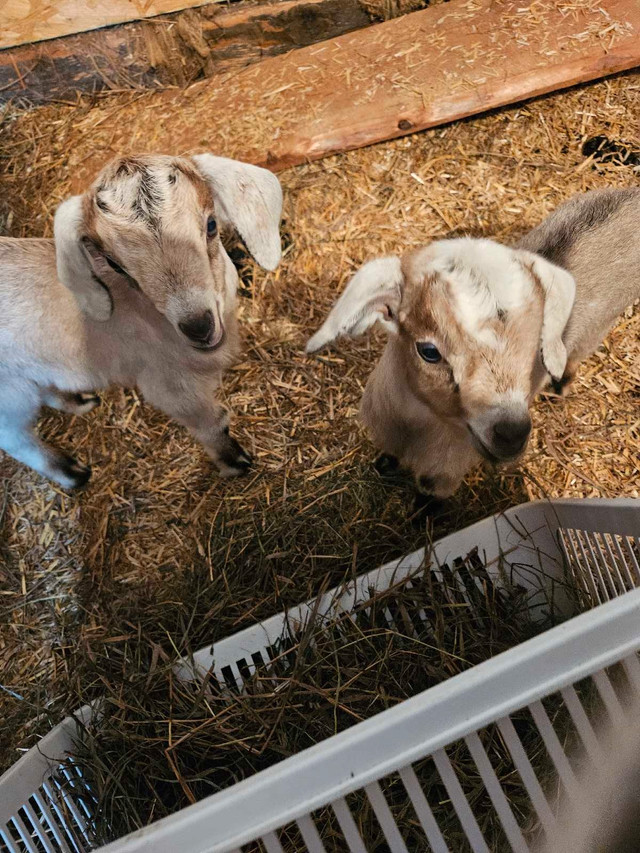 Spring kids in Livestock in Belleville - Image 2