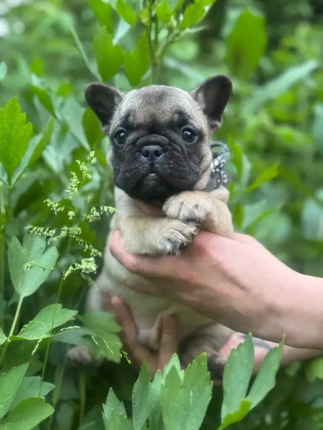 best quality French bulldog puppy’s in Dogs & Puppies for Rehoming in Laval / North Shore - Image 11