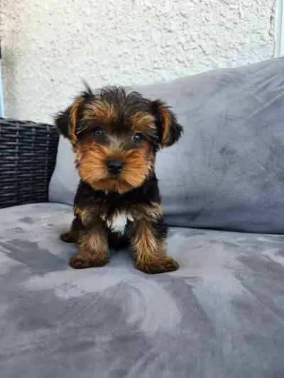 Yorkie puppy for sale, View more