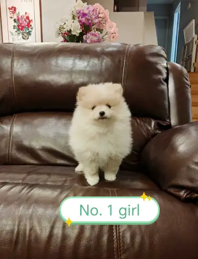 Purebred Pomeranian puppy for sale, View more
