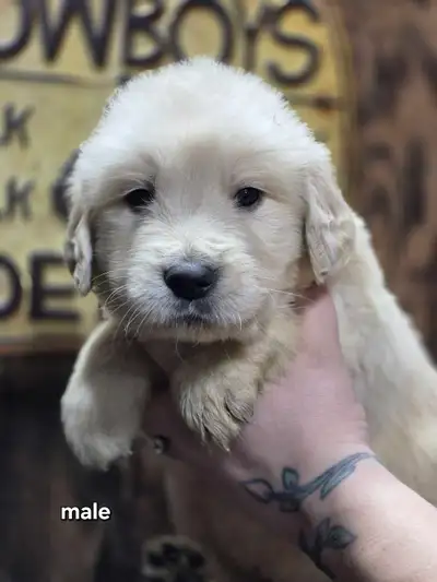 Plus que 1 male golden retriever disponibles a la réservation, View more