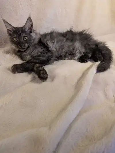 Maine Coon TICA registered purebred, View more