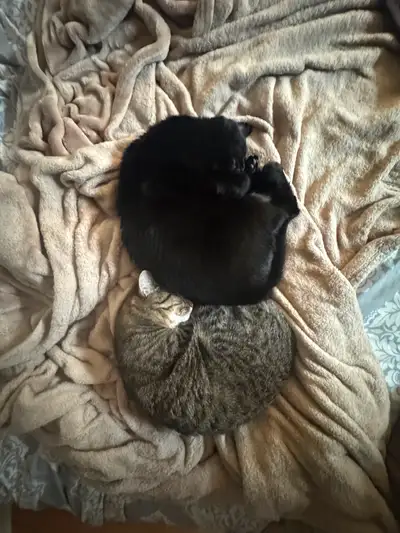 Bonded Pair of 1 Year Old Sweetheart Cats, View more