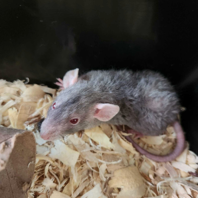 RATS! ***Pets Only*** in Small Animals for Rehoming in Oshawa / Durham Region - Image 3