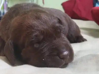 purebred chocolate lab puppies (boys), View more