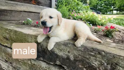 Golden Retriever Puppies, View more