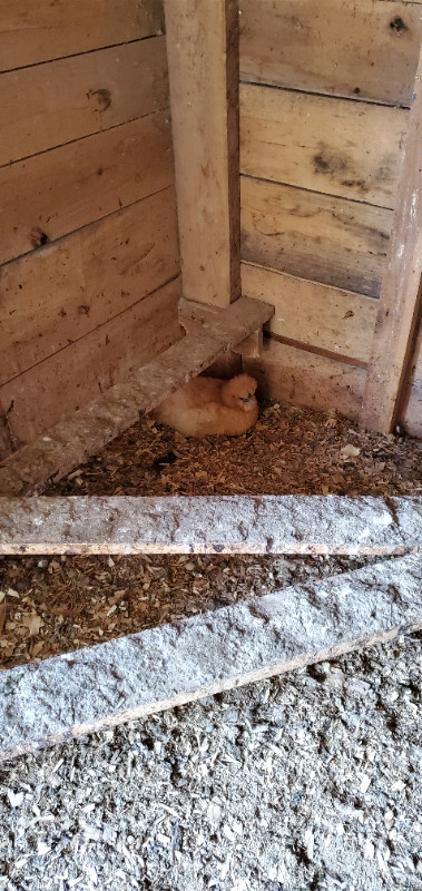 4 silky chickens for sale in Livestock in Owen Sound