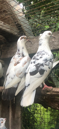 Highflier pigeons for sale $50 a pair 