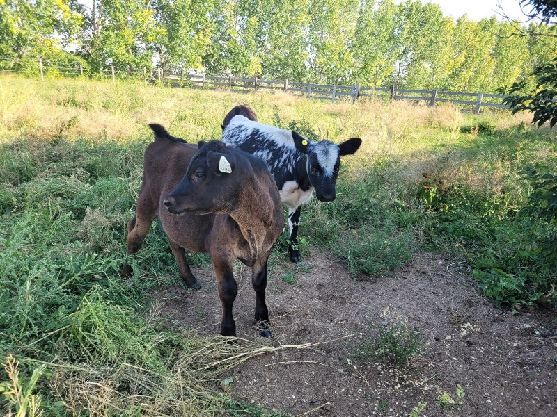 4 feeder calves Livestock Calgary Kijiji