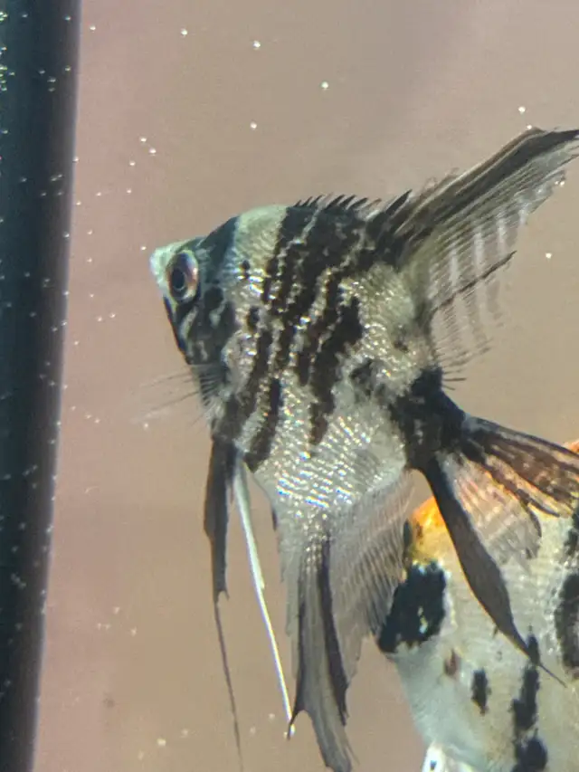 scalaire (ange) in Fish for Rehoming in Laurentides - Image 8