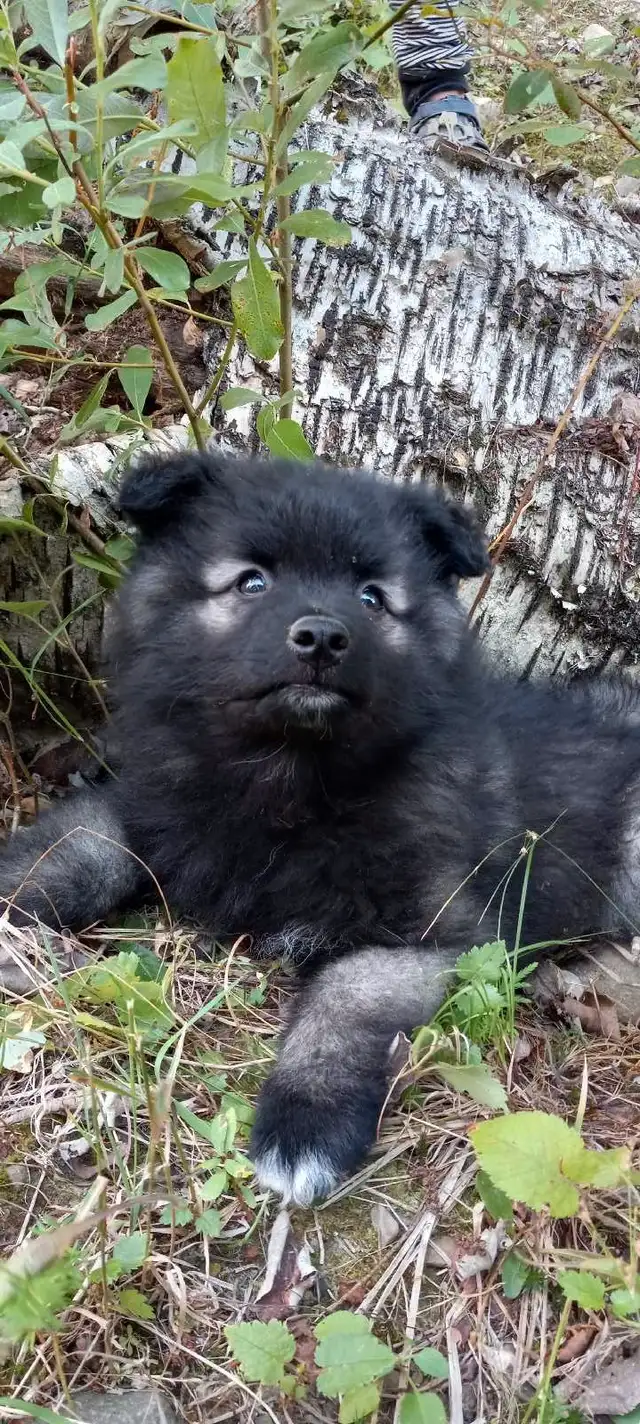 Keeshond puppies in Dogs & Puppies for Rehoming in Cranbrook - Image 4