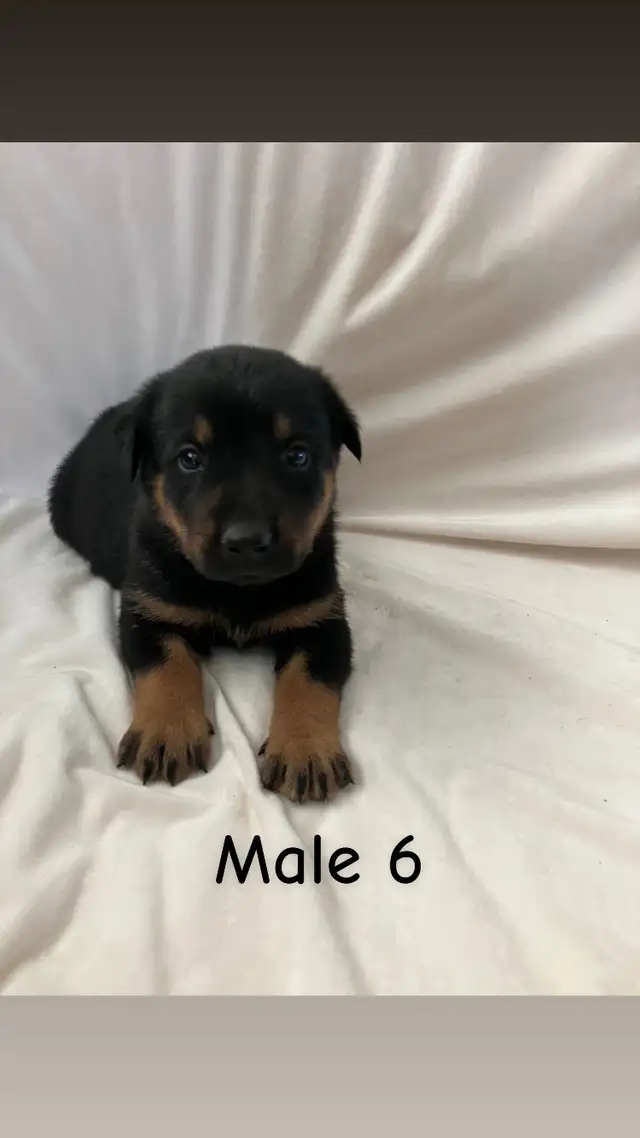 READY TO GO! Rottweiler x Lab puppies in Dogs & Puppies for Rehoming in Hamilton - Image 7